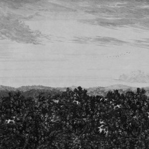 Oak View Graphite M/2