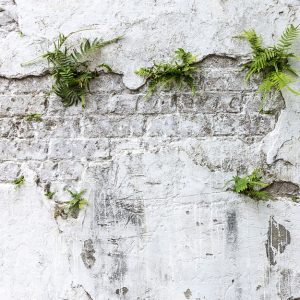 Plants & Brick Wall M/2