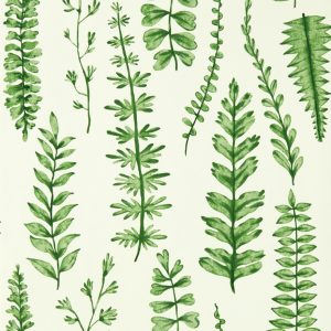 Ferns